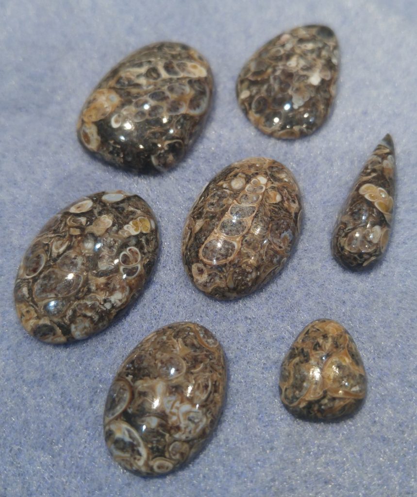 Turritella Agate Cabs